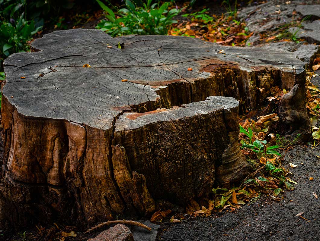 Tree Services Lawn Care Ruther Glen Mechanicsville Va Straight Cuts Tree Lawn Care